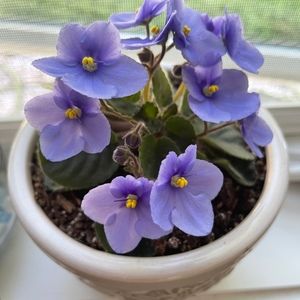 Meet your Posher, Sonni